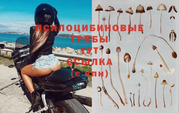 стаф Арсеньев